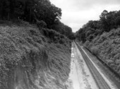 1961 Photo of Kudzu in Tallahassee