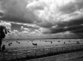 1962 Dairy cattle grazing the fertile Kissimmee River Valley
