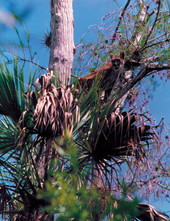 Panther in Tree, Big Cypress Swamp - 1984