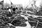 Sponge fleet boats at a sponge filled dock - Tarpon Springs, Florida, 19--