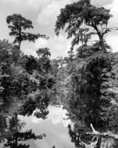 "Scenic view of Kitching Creek at the Jonathan Dickinson State Park near Hobe Sound, Florida."