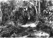 Photo of Ingraham Highway (a.k.a. Old Cutler Road) in Royal Palm Hammock, Florida, 1916
