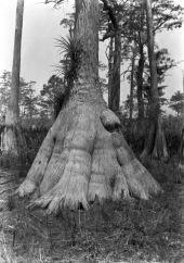 Bald Cypress Trunk - 1921
