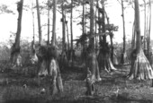 Group of Bald Cypress - 1921