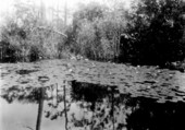 Pond in Big Cypress Swamp - 1929